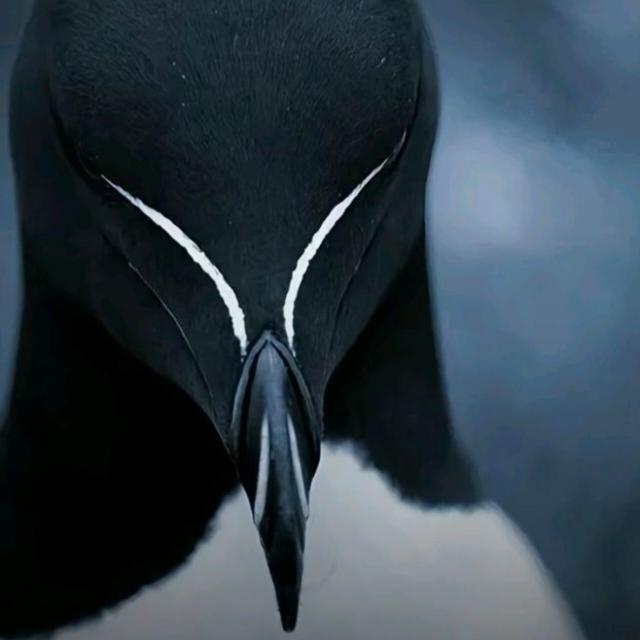 𝐈𝐦𝐩𝐞́𝐫𝐢𝐨 𝐌𝐚𝐪𝐮𝐢𝐚𝐯𝐞𝐥 🔱 - grupo de WhatsApp no SeuGrupo